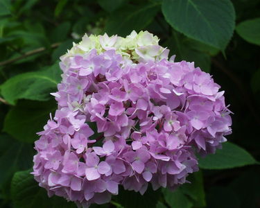 Fairhaven Water Garden