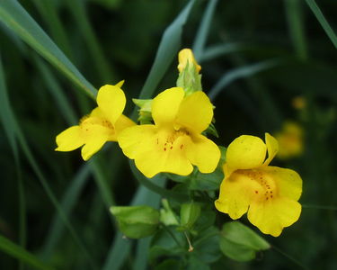 Fairhaven Water Garden