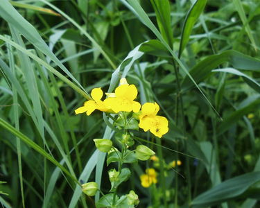 Fairhaven Water Garden