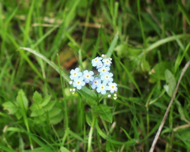 Fairhaven Water Garden