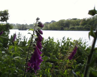 Foxglove