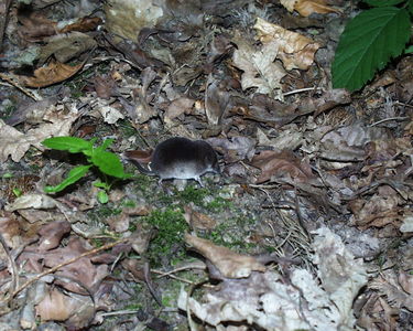 Fairhaven Water Garden