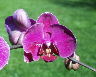Phalaenopsis