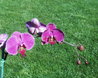 Phalaenopsis
