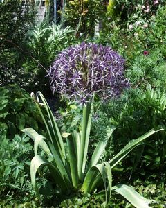 Allium cristophii