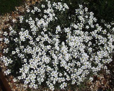 Cerastium tomentosum