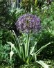 Allium cristophii