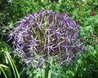 Allium cristophii