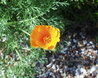 Eschscholzia californica