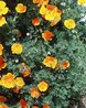 Californian Poppy