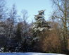 Winter Scene