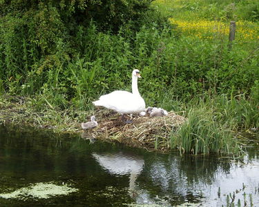 Mute Swan