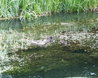 Anas platyrhynchos