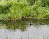Pair of Coots with chicks