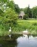 Pair of Mute Swans nesting on the riverbank