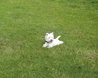 West Highland White Terrier