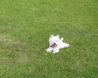 West Highland White Terrier 