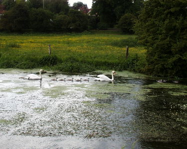 Swans and signets