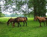 Horses grazing