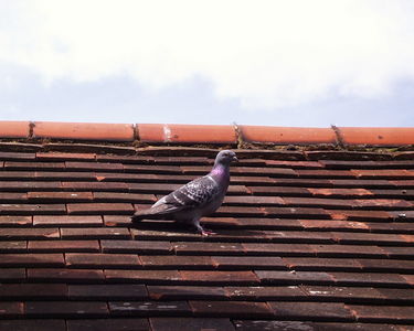 Pidgeon