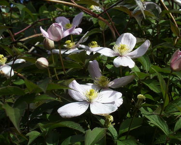 Clematis montana