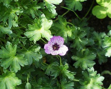 Erodium
