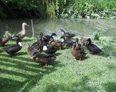Ducks