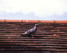 Pidgeon