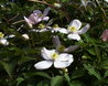 Clematis montana