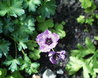 Erodium