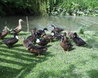 Ducks