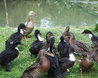 Ducks