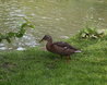 Female Mallard Duck