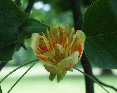 Liriodendron tulipifera
