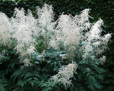 Aruncus dioicus