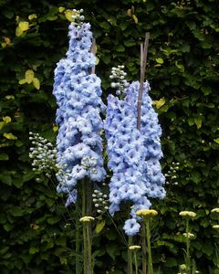 Delphinium 'Pericles'
