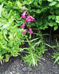 Penstemon cerise
