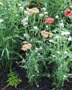 Achillea 'Feuerland'