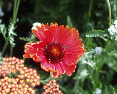 Gaillardia 'Tokajer'