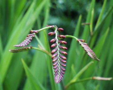 Crocosmia 'Lucifer'