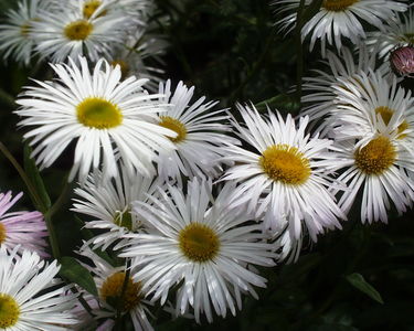 Erigeron 'Schneewittchen'