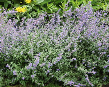 Nepeta x faassenii