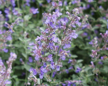 Nepeta x faassenii