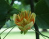 Liriodendron tulipifera
