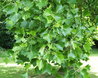 Liriodendron tulipifera