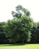 Liriodendron tulipifera