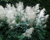 Aruncus dioicus