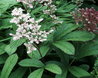 Rodgersia pinnata
