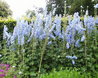 Delphinium 'Lady Cynthia'