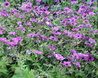 Geranium psilostemon